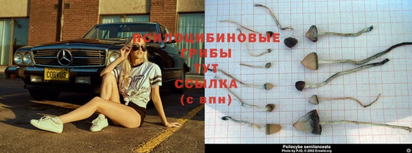 стаф Богородицк